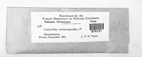 Craterellus cornucopioides image